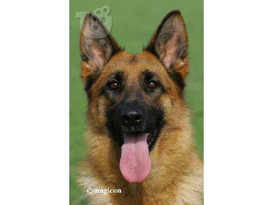 PoulaTo: German Shepherd